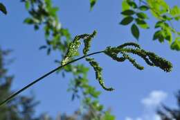 Image of cockspur grass