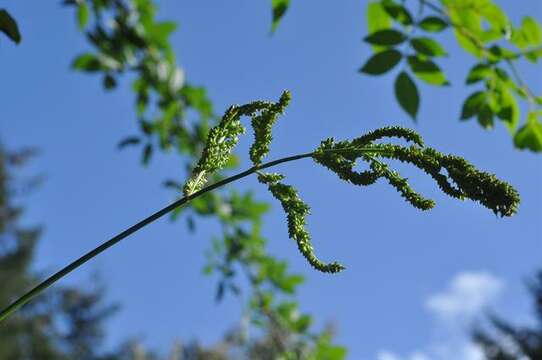 Echinochloa resmi