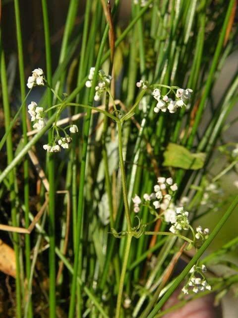 Image of bedstraw