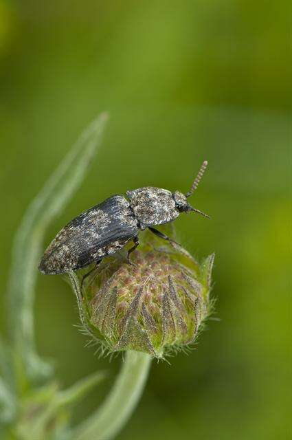 Слика од <i>Agrypnus murinus</i>