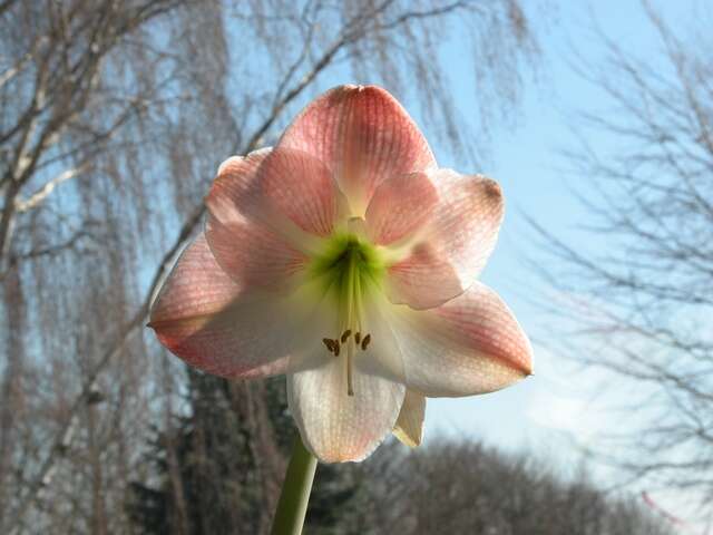 Слика од Hippeastrum vittatum (L'Hér.) Herb.