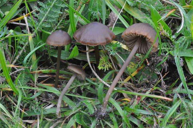 Image of Entoloma infula (Fr.) Noordel. 1980