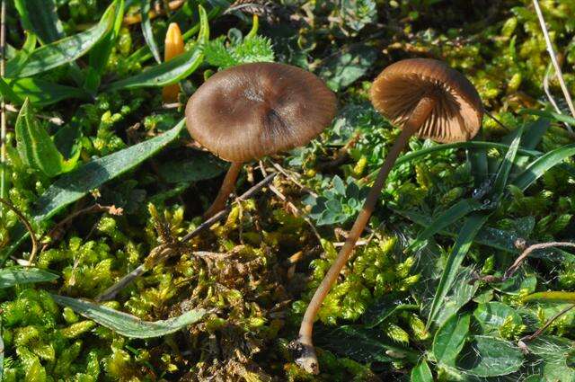 Image of Entoloma infula (Fr.) Noordel. 1980