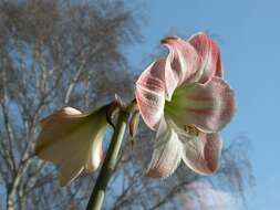 Image of Hippeastrum vittatum (L'Hér.) Herb.