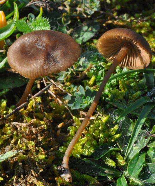 Image of Entoloma infula (Fr.) Noordel. 1980