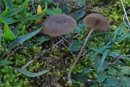 Image of Entoloma infula (Fr.) Noordel. 1980