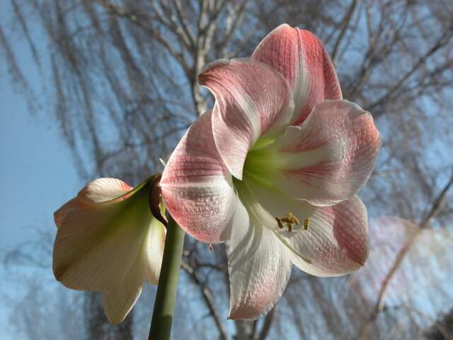 Слика од Hippeastrum vittatum (L'Hér.) Herb.