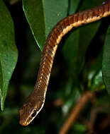 صورة Dendrelaphis chairecacos (F. Boie 1827)