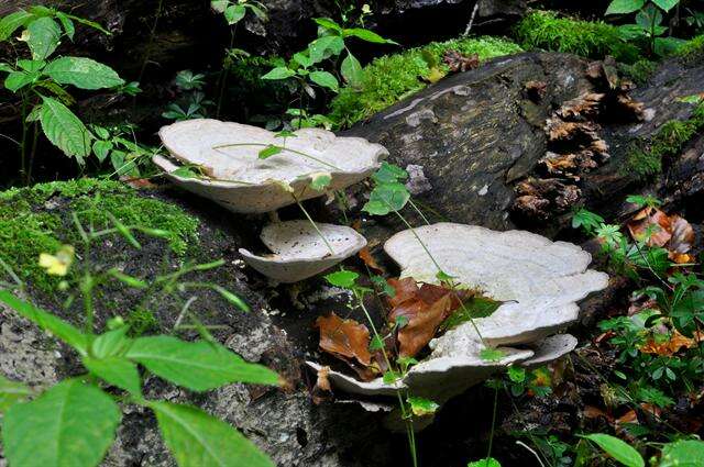 Image of Trametes