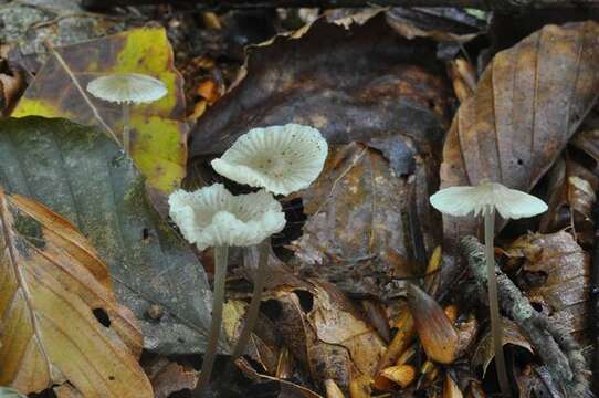 Image of Mycena flavescens Velen. 1920