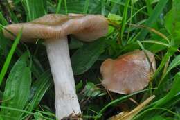 Image of Entoloma prunuloides (Fr.) Quél. 1872