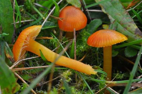 Image of Hygrocybe insipida (J. E. Lange) M. M. Moser 1967