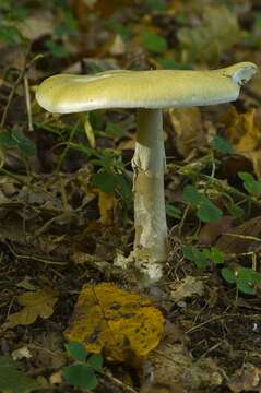 Image of Amanita