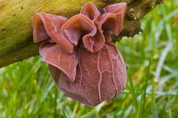 Image of Auricularia