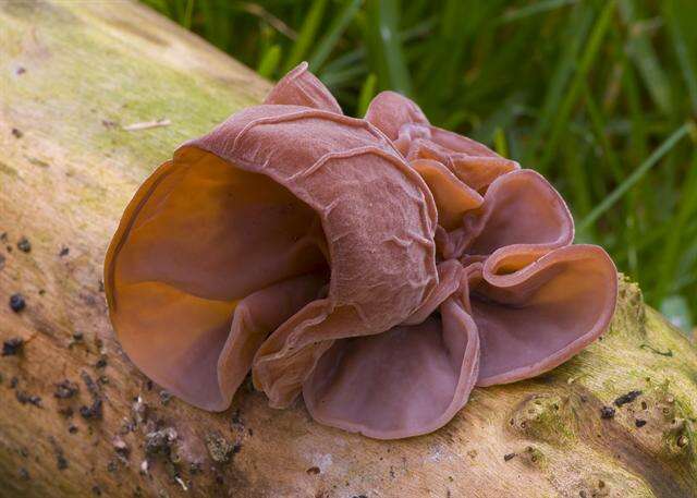 Image of Auricularia