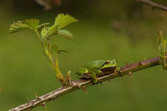 Image of Hyla Laurenti 1768