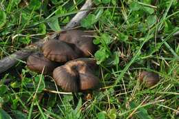 Image of Entoloma clandestinum (Fr.) Noordel. 1980