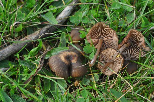 Image of Entoloma clandestinum (Fr.) Noordel. 1980