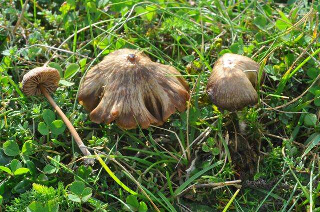 Image of Entoloma clandestinum (Fr.) Noordel. 1980