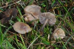 Image of Mycena pura (Pers.) P. Kumm. 1871