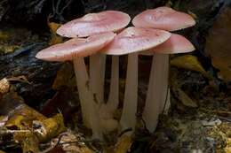 Image of Mycena rosea Gramberg 1912