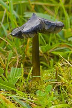 Image of Hygrocybe