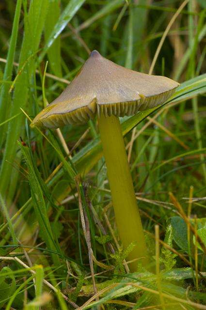 Image of waxcaps (fungi)