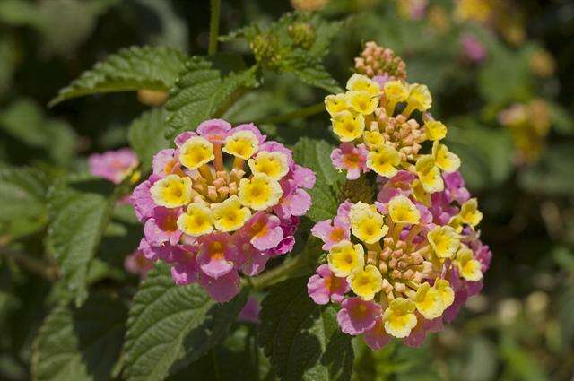 Image of lantana