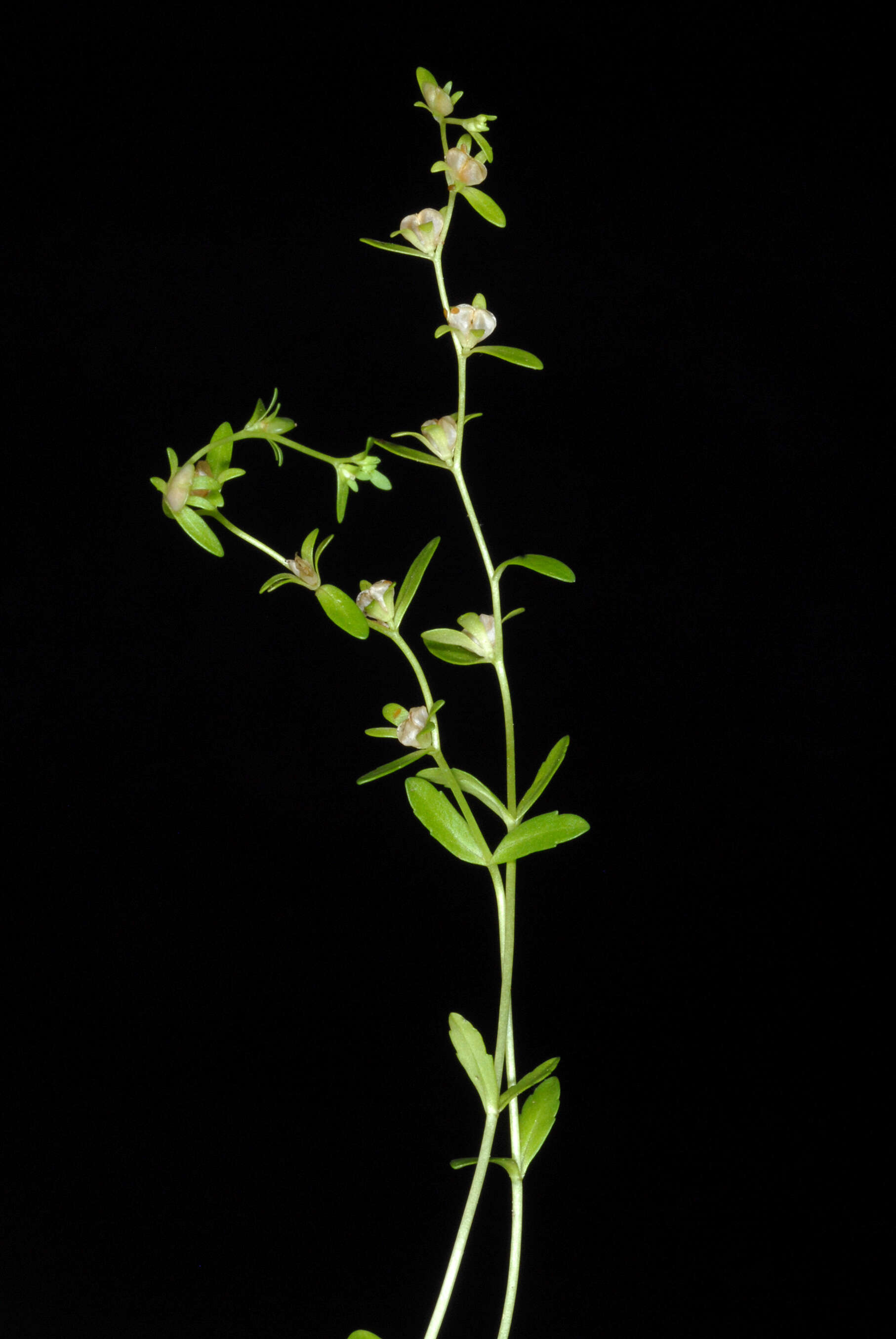 Image of american speedwell