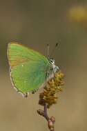 Plancia ëd Callophrys