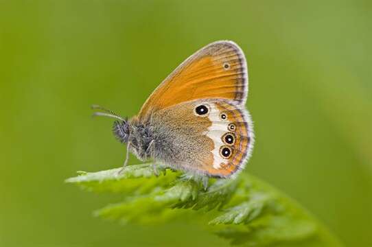 Image of Ringlets