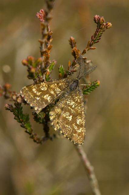 Image de Ematurga