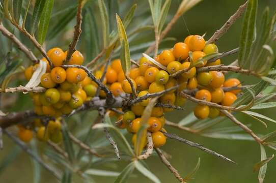 Image of Sea-buckthorn