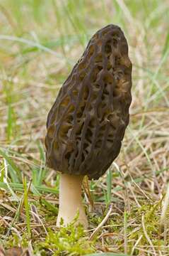 Plancia ëd Morchellaceae