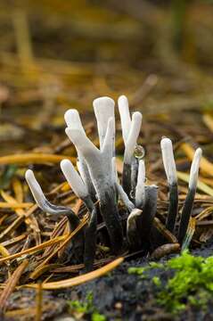 Image of Xylaria