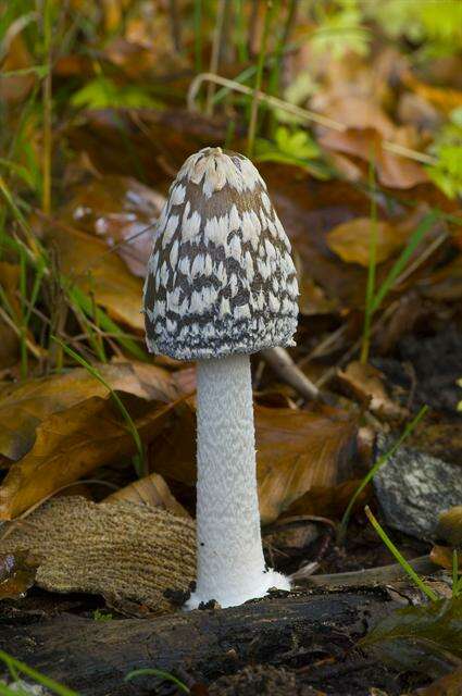 Image de <i>Coprinopsis picaceus</i>