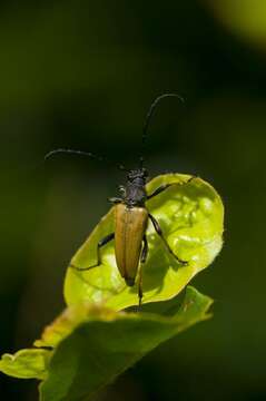 Image of Stictoleptura