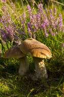 Image of summer cep