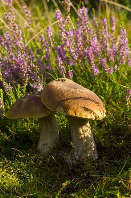 Imagem de Boletus reticulatus Schaeff. 1774