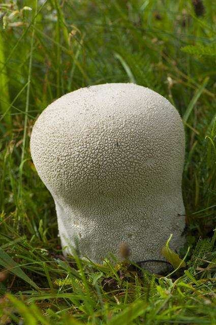 Image of Lycoperdon