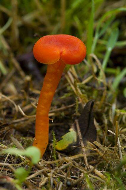 Image of waxcaps (fungi)