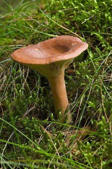 Image of Birch Milkcap