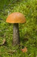 Image of Leccinum