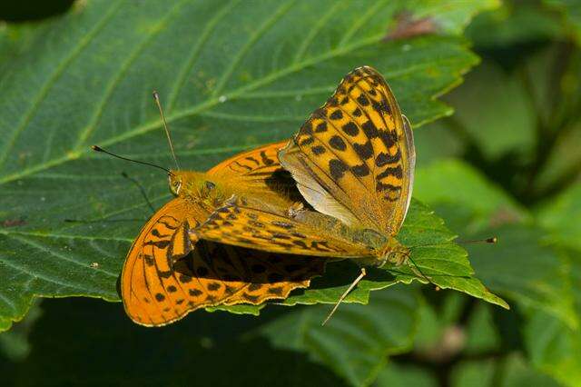 Plancia ëd Argynnis