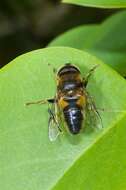 Image of Eristalis pertinax (Scopoli 1763)