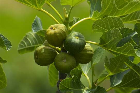 Image of fig