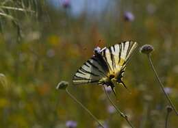 Image of Iphiclides