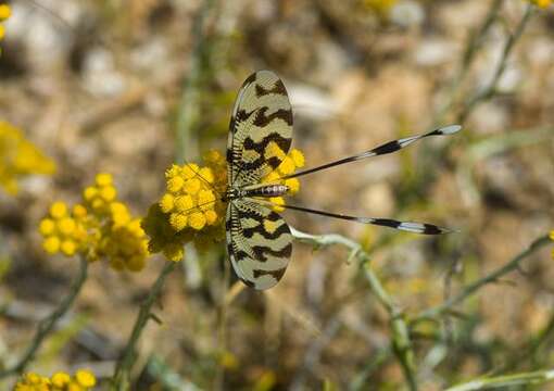 Image de Nemoptera