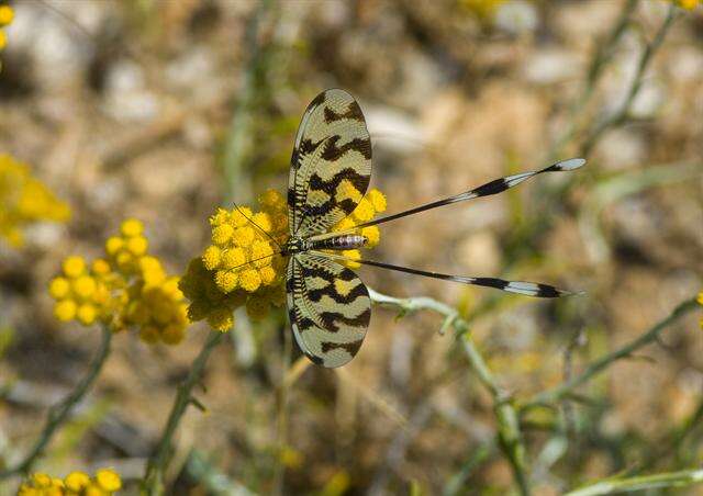 Plancia ëd Nemopteridae