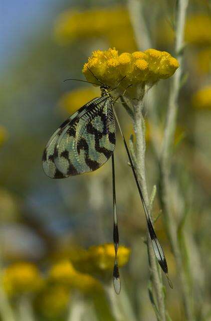 Plancia ëd Nemopteridae